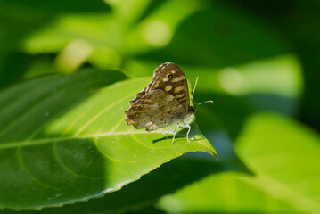 Speckled Wood Butterfly (Pararge aegeria) sitting on a green leaf in Zurich, Switzerland