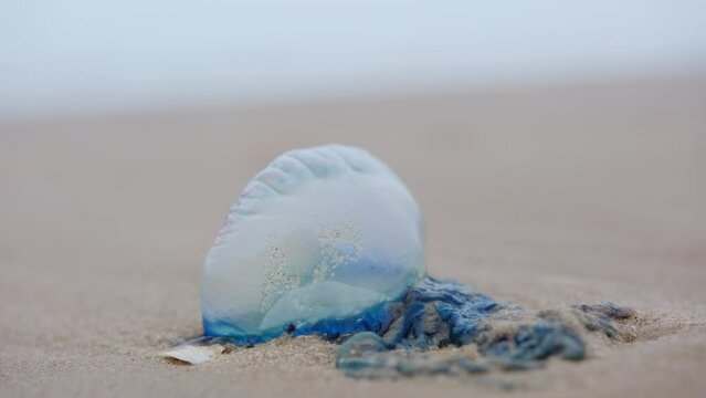 Atlantic Portuguese Man o' war Physalia physalis on the beach. jellyfish. Close up view. 