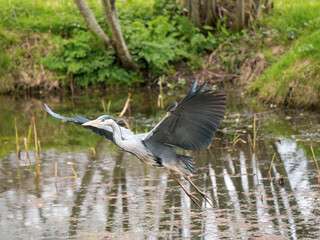 Grey Heron  Flying over a Lake