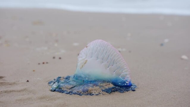 Close up view. Atlantic Portuguese Man o' war Physalia physalis on the beach. jellyfish