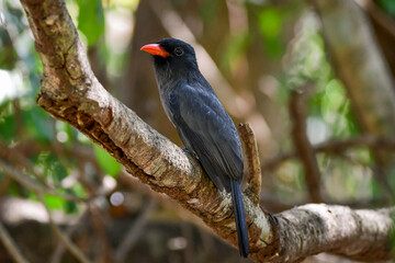 Black-fronted Nunbird (Monasa nigrifrons)