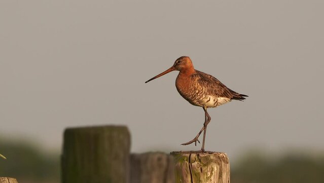 A black-tailed godwit (Limosa limosa) standing on a wooden pole