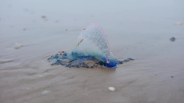 Close up view of Atlantic Portuguese Man o' war Physalia physalis on the beach.