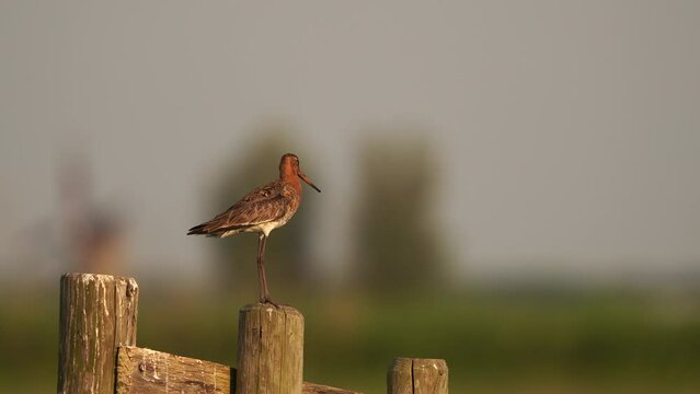 A black-tailed godwit (Limosa limosa) standing on a wooden fench