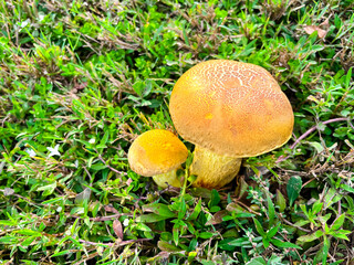 Side view two bolete fungus, wrinkled Leccinum or Leccinum rugosiceps with stem, yellowish cap, gills growing on low grass of ectomycorrhizal association with oak, Texas, USA