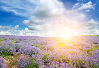 Field with blooming lavender and sunrise.