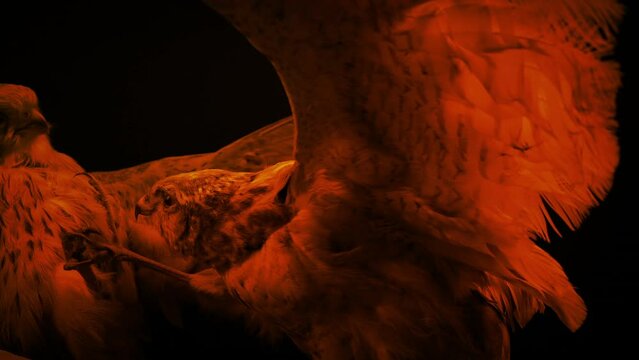 Birds In Combat Display In Firelight