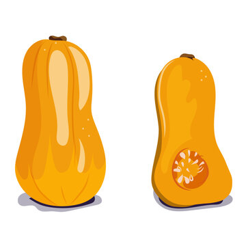 Courge, citrouille, potimarron l&eacute;gume automne, saison fruits et l&eacute;gumes, illustration vectorielle