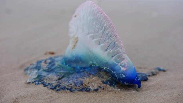 Close up view footage of Atlantic Portuguese Man o' war Physalia physalis on the beach. jellyfish