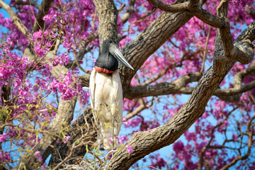 Jabiru stork (Jabiru mycteria) nesting on pink trumpet tree 