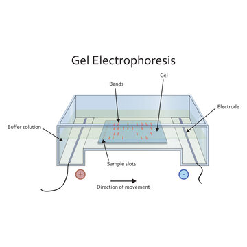Diagram showing gel electrophoresis apparatus - labolatory equipment scientific illustration, showing gel, electrode, buffer solution, bands and slot. Technical vector illustration.
