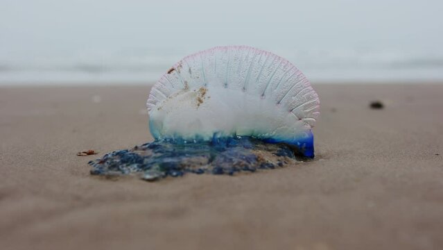 Close up view footage of Atlantic Portuguese Man o' war Physalia physalis on the beach.