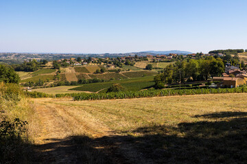 Vignoble du Beaujolais près du village de Jarnioux, dans le pays des pierres dorées
