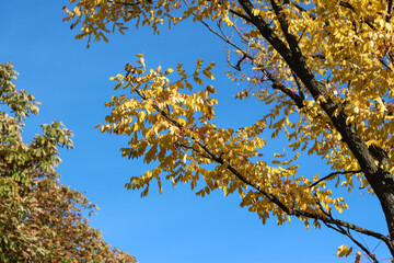 Obraz premium Autumn's Beauty: Tree with Yellow Leaves Under Blue Sky