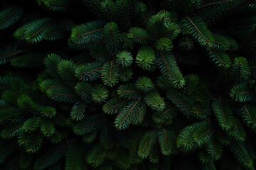 Green pine tree brunch background Generative AI