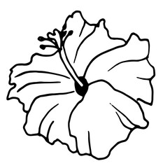 Hibiscus Flower or Malu Chaines Rosa. Black and white flora and botany flower doodle illustration isolated on white. Tropical Hibiscus or Bissap Herbal Tea
