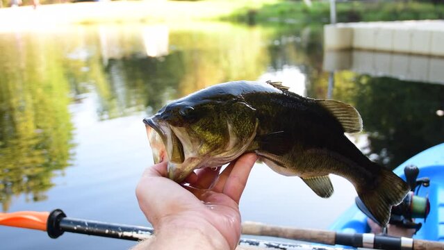 Kayak fishing catching fish, summer vacation, leisure hobbies copy space