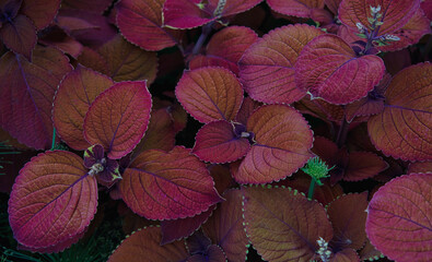 red-pink-orange plant leaves