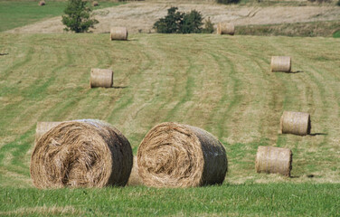 bales of hay on a farm field III