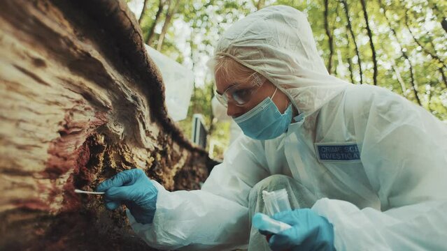 Woman forensic police investigator swabbing blood found on a tree on a crime scene in the woods