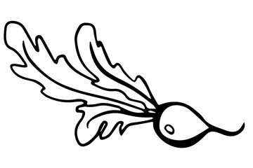 Radish. Fresh organic Monochrome doodle illustration for farm market and shop design. Vector outline doodle illustration isolated on white background.