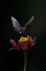 butterfly on flower