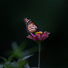 butterfly on flower
