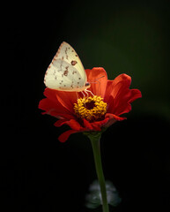yellow butterfly on red flower