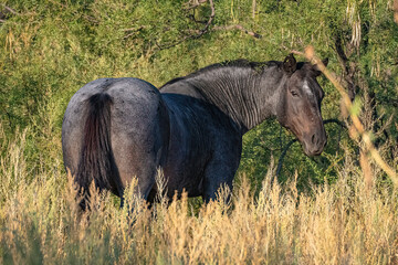 horse in the field