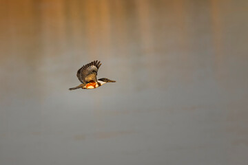Female Belted Kingfisher in flight in evening light