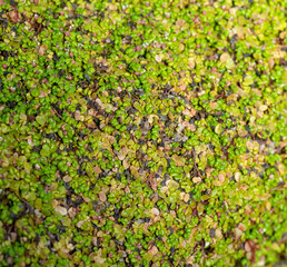 green moss and buds background