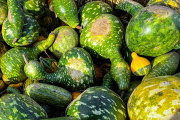pumpkin varieties harvest different types and of pumpkin fresh food outdoor copy space food background rustic top view