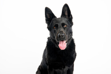 German Shepherd. Black Dog. Dog on a white background. - obrazy, fototapety, plakaty