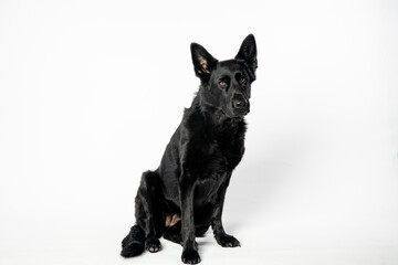 A black German Shepherd sits attentively on a white background, showcasing its sleek, shiny coat and alert expression. Its upright ears and focused gaze reflect the breed's intelligence and loyalty.
