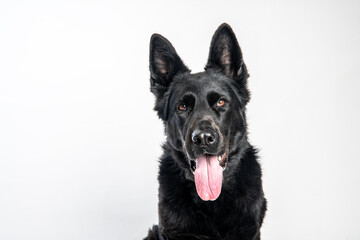 German Shepherd. Black Dog. Dog on a white background.
