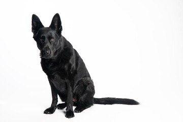 German Shepherd. Black Dog. Dog on a white background.
