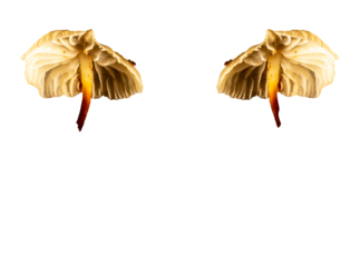 Cogumelos nativo da Mata Atlântica Brasileira  com textura e cor diferente. São Paulo, Brasil. Formato de arquivo png com fundo transparente.