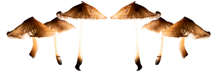 Cogumelos nativo da Mata Atlântica Brasileira  com textura e cor diferente. São Paulo, Brasil. Formato de arquivo png com fundo transparente.