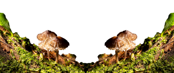 Cogumelos nativo da Mata Atlântica Brasileira  com textura e cor diferente. São Paulo, Brasil. Formato de arquivo png com fundo transparente.