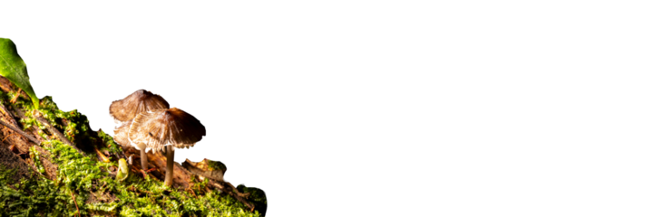 Cogumelos nativo da Mata Atlântica Brasileira  com textura e cor diferente. São Paulo, Brasil. Formato de arquivo png com fundo transparente.