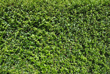 green meadow background