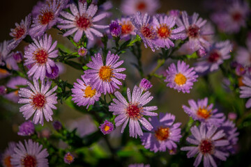 Color Aster alpinus flower with beautiful bloom and dew in wet morning