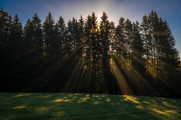 Ray of light and shadow in green spruce forest near Horschlag village