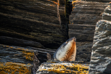Wild black-capped marmot (Marmota camtschatica) in the rocks at polar Yakutia