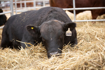 Argentina ´s amazing aberdeen angus cattle