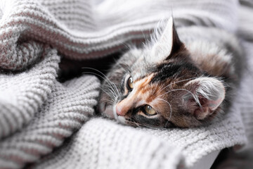 Gray little kitten resting on the windowsill and wrapped in a warm blanket, close-up, soft selective focus - obrazy, fototapety, plakaty
