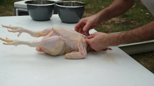 Close up while hand processing freshly butchered and plucked chicken making incisions and pulling guts.
