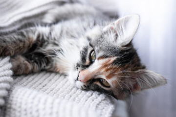 Gray little kitten resting on the windowsill and wrapped in a warm blanket, close-up, soft selective focus
