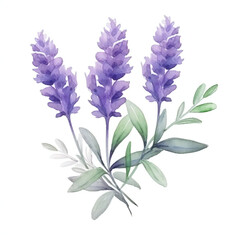watercolor lavender on white background