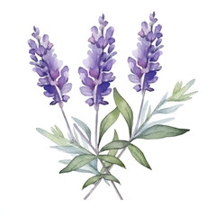 watercolor lavender on white background